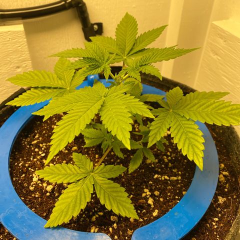 Ultra Purple growlog timeline photo