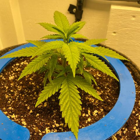 Ultra Skunk growlog timeline photo