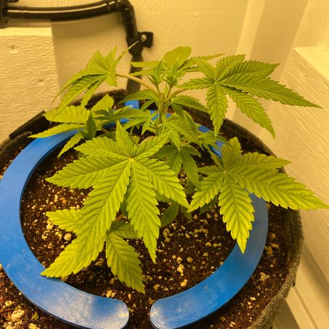 Ultra Purple growlog timeline photo