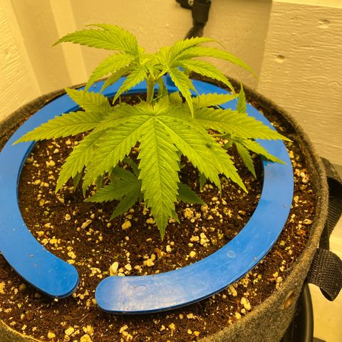 Ultra Skunk growlog timeline photo