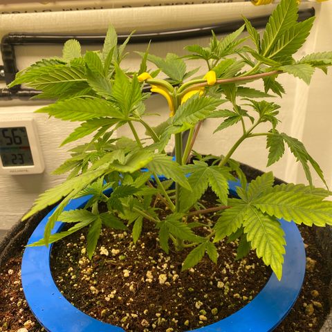 Ultra Purple growlog timeline photo