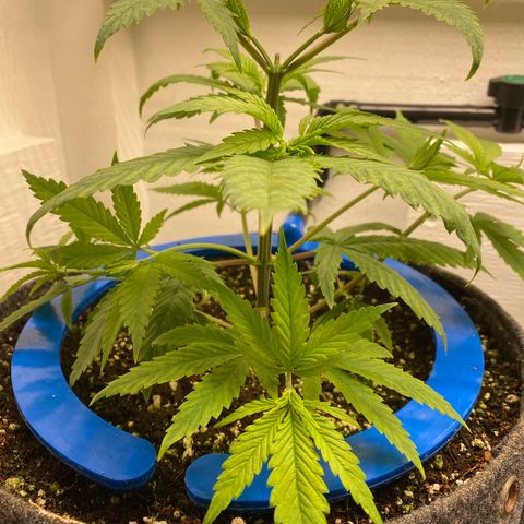 Ultra Skunk growlog timeline photo