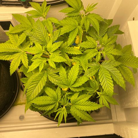 Ultra Purple growlog timeline photo