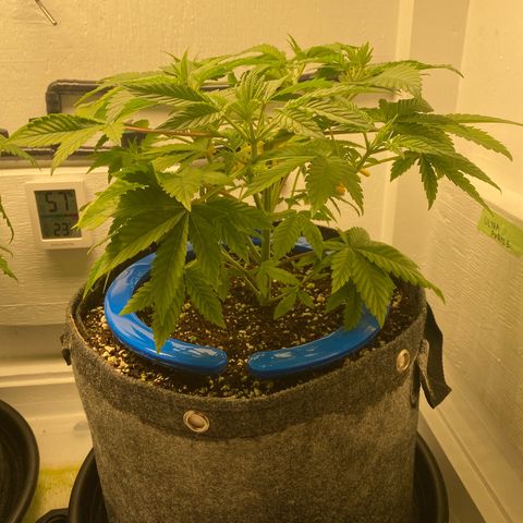 Ultra Purple growlog timeline photo