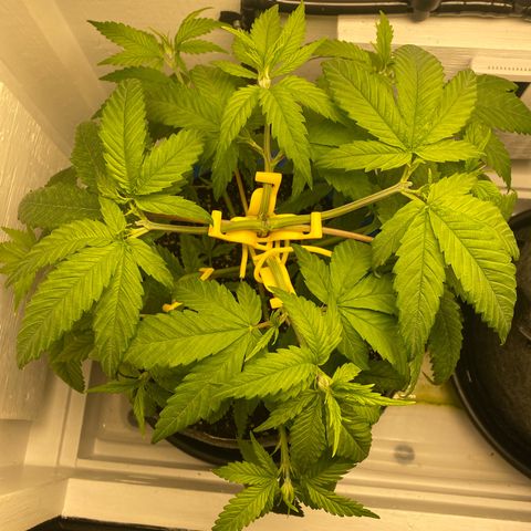 Ultra Skunk growlog timeline photo
