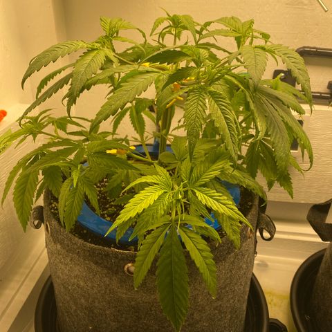 Ultra Skunk growlog timeline photo