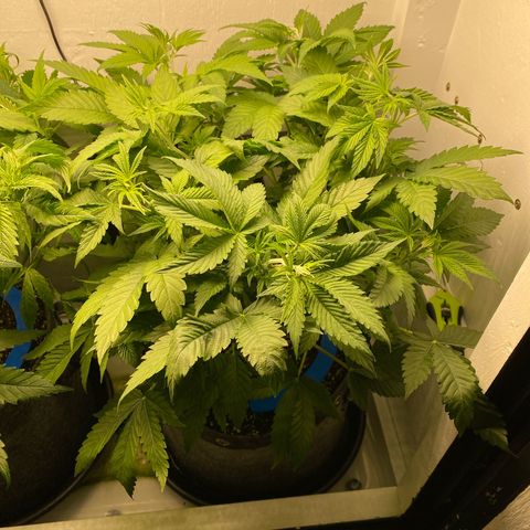 Ultra Purple growlog timeline photo