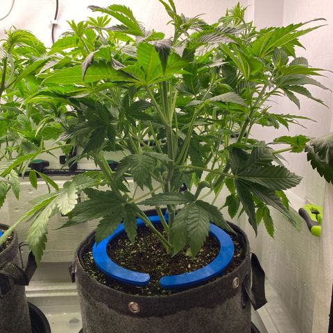 Ultra Purple growlog timeline photo