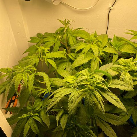 Ultra Skunk growlog timeline photo