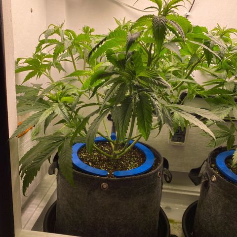 Ultra Skunk growlog timeline photo