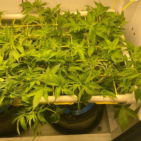 Ultra Purple growlog timeline photo