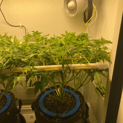 Ultra Purple growlog timeline photo