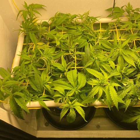 Ultra Skunk growlog timeline photo