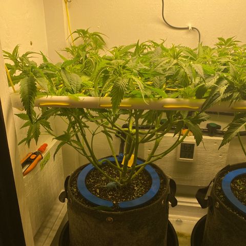 Ultra Skunk growlog timeline photo