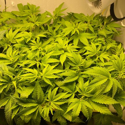 Ultra Purple growlog timeline photo