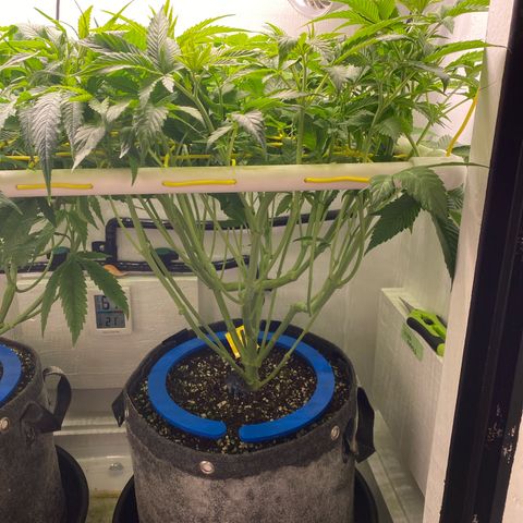 Ultra Purple growlog timeline photo