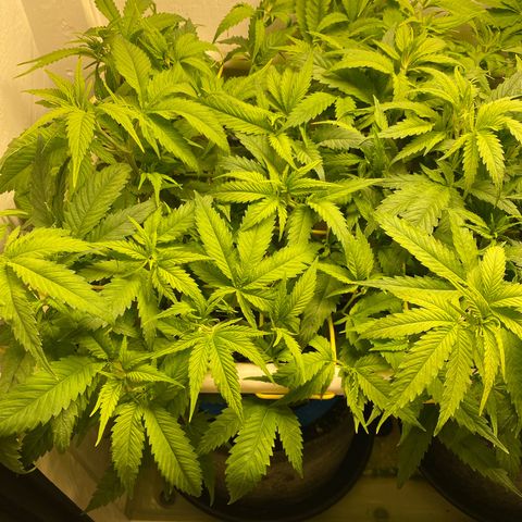 Ultra Skunk growlog timeline photo