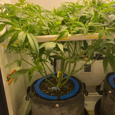 Ultra Skunk growlog timeline photo
