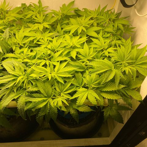 Ultra Purple growlog timeline photo