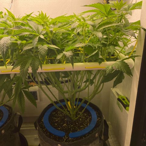 Ultra Purple growlog timeline photo