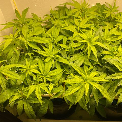 Ultra Skunk growlog timeline photo