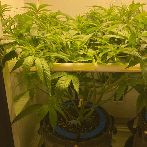Ultra Skunk growlog timeline photo