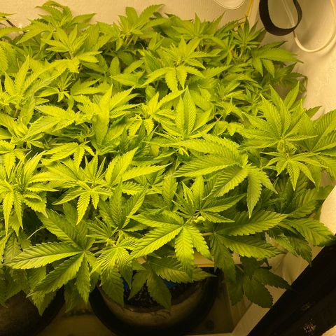 Ultra Purple growlog timeline photo