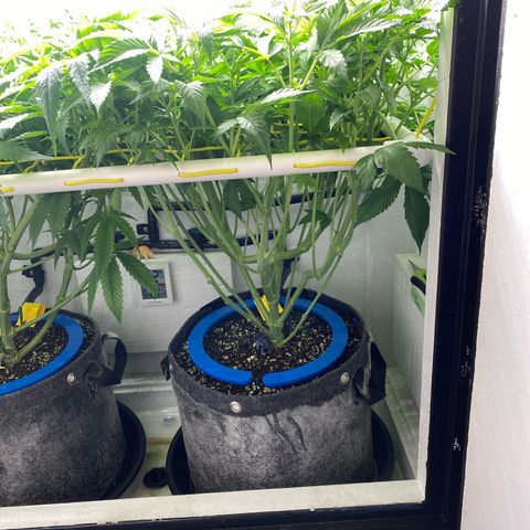 Ultra Purple growlog timeline photo