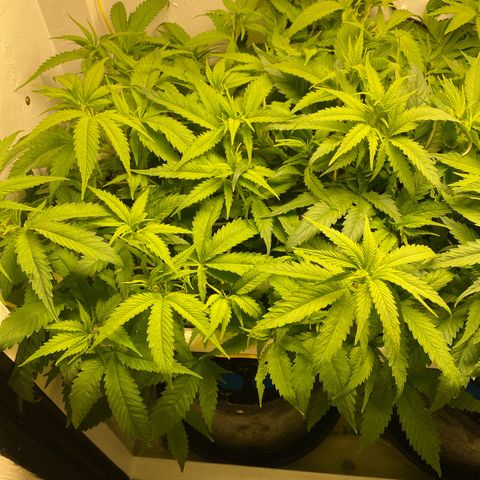 Ultra Skunk growlog timeline photo
