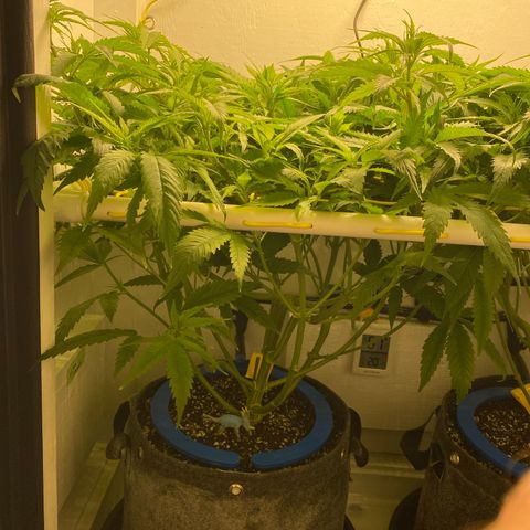 Ultra Skunk growlog timeline photo