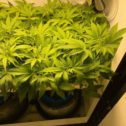 Ultra Purple growlog timeline photo