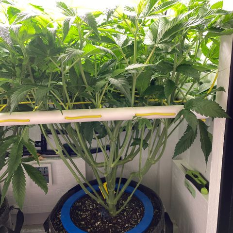 Ultra Purple growlog timeline photo
