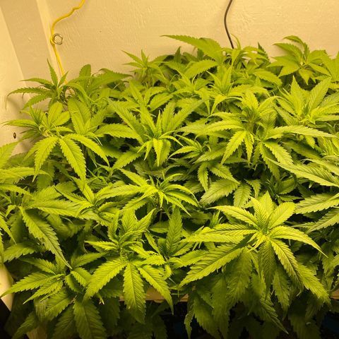 Ultra Skunk growlog timeline photo