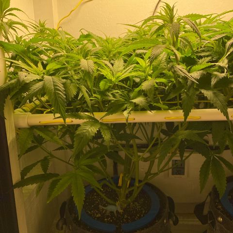 Ultra Skunk growlog timeline photo