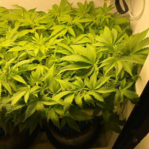 Ultra Purple growlog timeline photo