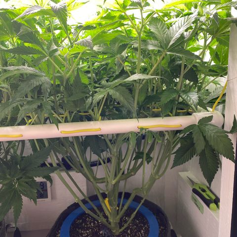 Ultra Purple growlog timeline photo