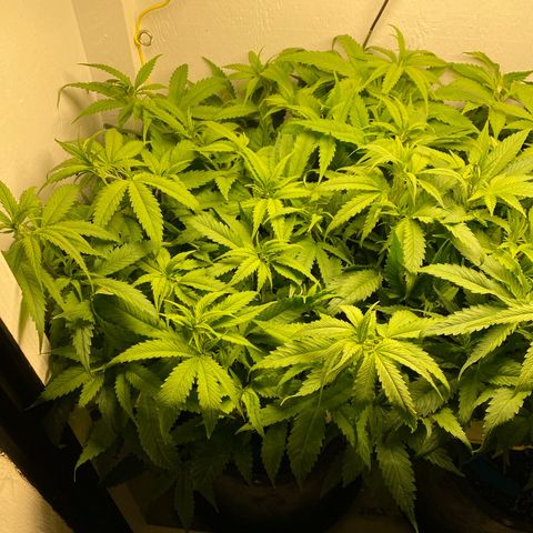 Ultra Skunk growlog timeline photo