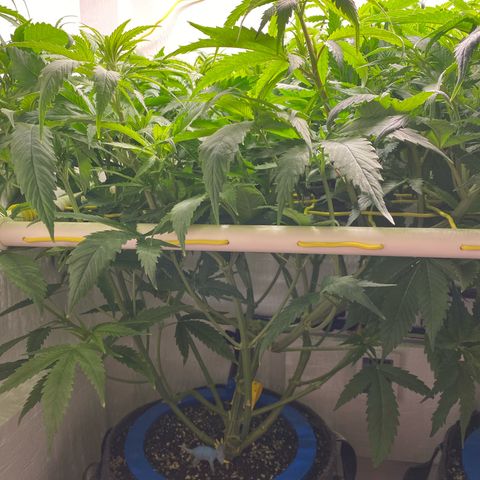 Ultra Skunk growlog timeline photo