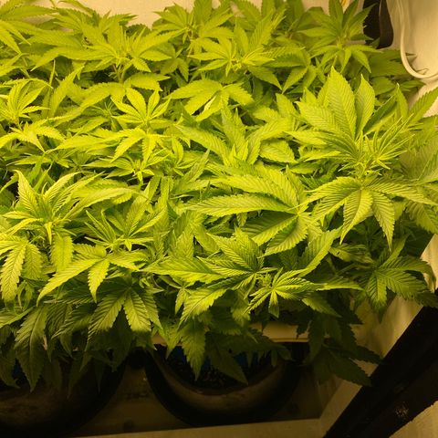 Ultra Purple growlog timeline photo