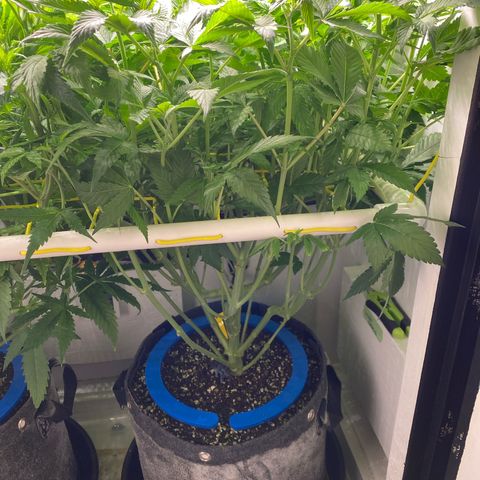 Ultra Purple growlog timeline photo
