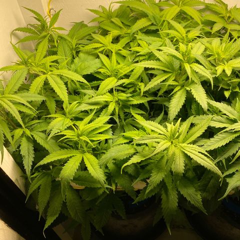 Ultra Skunk growlog timeline photo