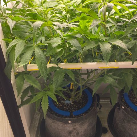 Ultra Skunk growlog timeline photo