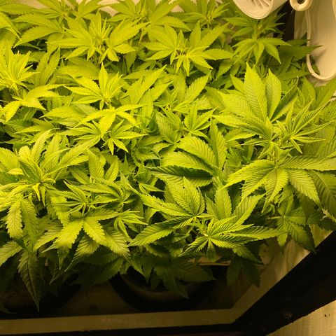 Ultra Purple growlog timeline photo