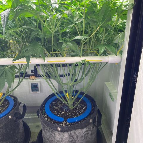 Ultra Purple growlog timeline photo