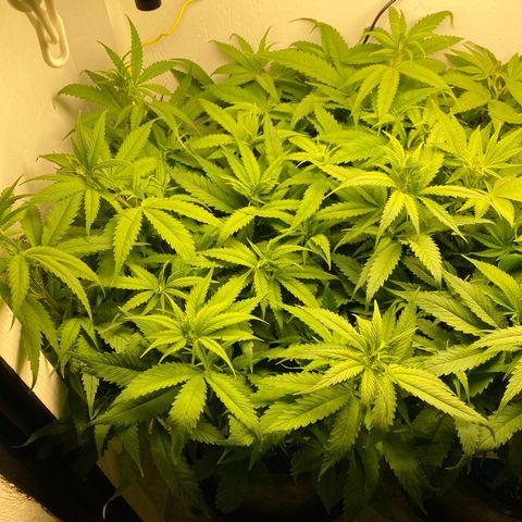 Ultra Skunk growlog timeline photo