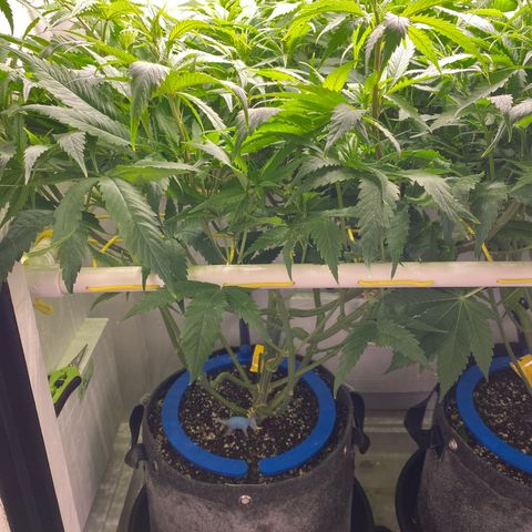 Ultra Skunk growlog timeline photo