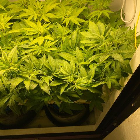 Ultra Purple growlog timeline photo