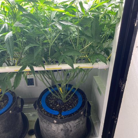 Ultra Purple growlog timeline photo