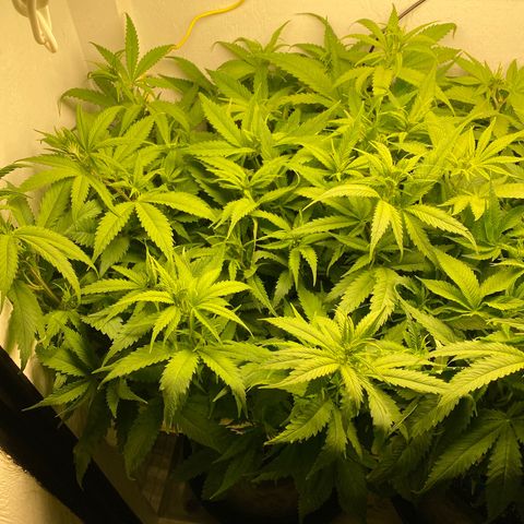 Ultra Skunk growlog timeline photo