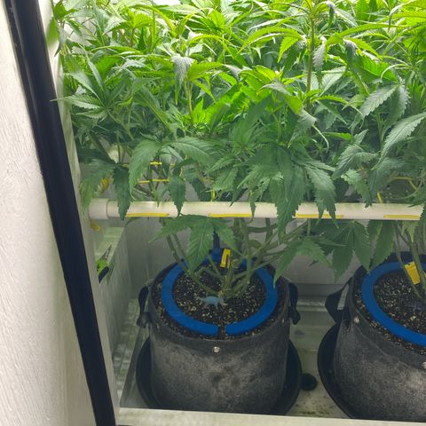 Ultra Skunk growlog timeline photo